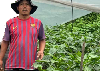 नमुना किसानको नालिवेली