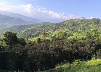 कत्ले किराले सुन्तला बगान कालै 