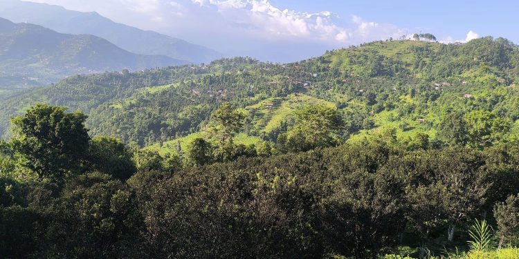 कत्ले किराले सुन्तला बगान कालै 