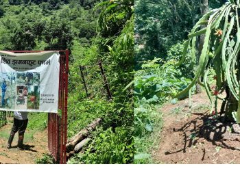 सिउडी खेतिमा घुसुवा बाली, व्यक्ति एक उत्पादन अनेक