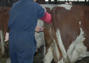 कृतिम गर्भाधानमा मनोमानी अशुल्दै