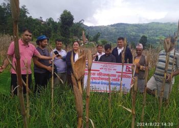 बर्खे अन्नबालीमा गुबो र जरो कुहिने समस्या