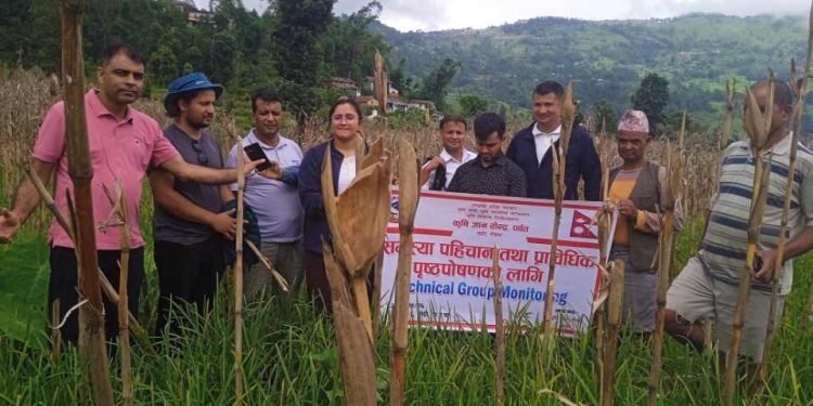 बर्खे अन्नबालीमा गुबो र जरो कुहिने समस्या