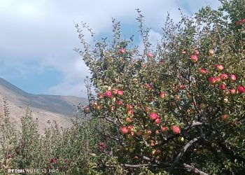 स्याउ र च्याङ्गरा परियोजनाले हिमाली बस्तीमा करोडको कमाई