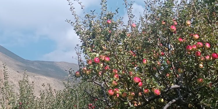 स्याउ र च्याङ्गरा परियोजनाले हिमाली बस्तीमा करोडको कमाई