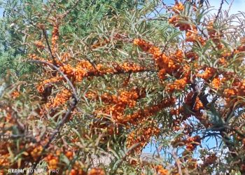 हिमाली भान्छामा डालेचुकको परिकार लोकप्रिय  