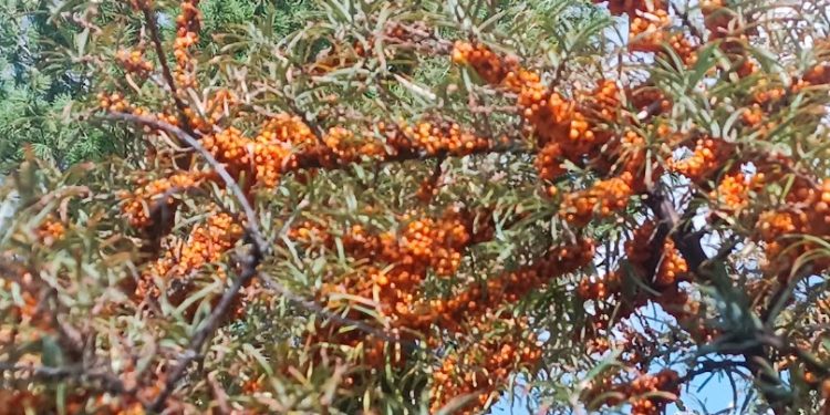 हिमाली भान्छामा डालेचुकको परिकार लोकप्रिय  