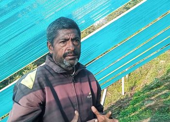 शुलीकोटमा सतुवा खेती गर्दै आत्म बहादुर