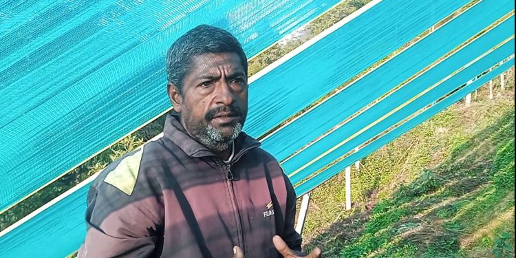 शुलीकोटमा सतुवा खेती गर्दै आत्म बहादुर