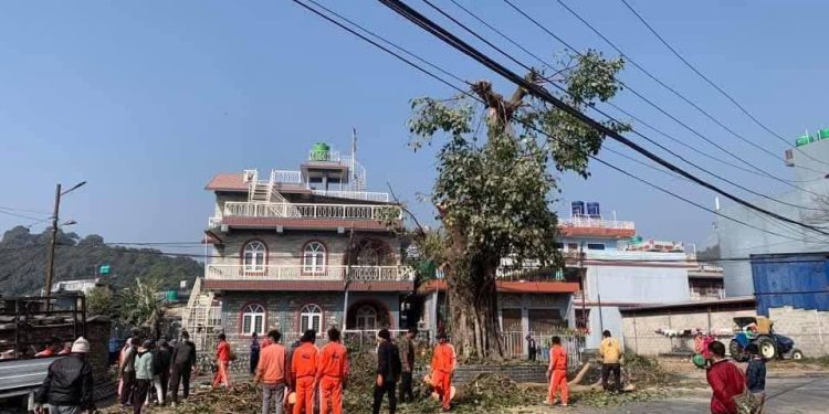 चौतारीका बरपीपल मुठारिएकोमा चौतर्फ विरोध