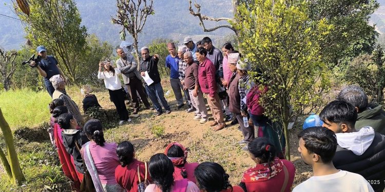 सून्तला बगैचा सुधारका लागि पहल