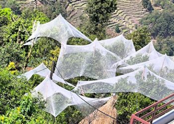 सुन्तला बोटलाई छाता