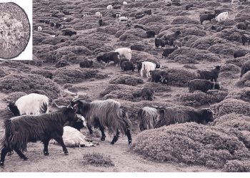 हिमाली चरन खर्कहरुमा  विषाक्त घाँसले किसान चिन्तीत