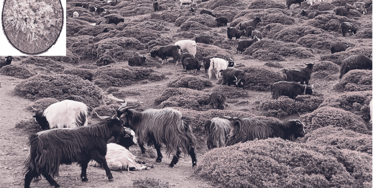 हिमाली चरन खर्कहरुमा  विषाक्त घाँसले किसान चिन्तीत