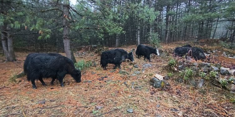 हिमाली पशुपालनमा पूर्णखोपको प्रभाव :