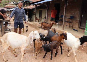 पशुधन विकासका लागि गोठाला शिक्षामा लगानी खाँचो