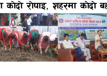 ‘गाउँमा कोदो रोपाइ, शहरमा कोदो बहश’