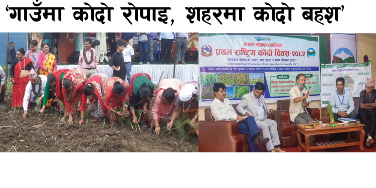 ‘गाउँमा कोदो रोपाइ, शहरमा कोदो बहश’