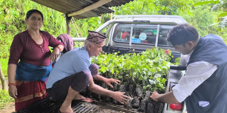 मरिच खेती प्रवर्धनका लागि बिरुवा वितरण