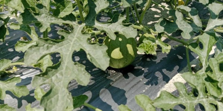 पोखरामा दुई सिजनमै तरबुजा खेति सम्भावना