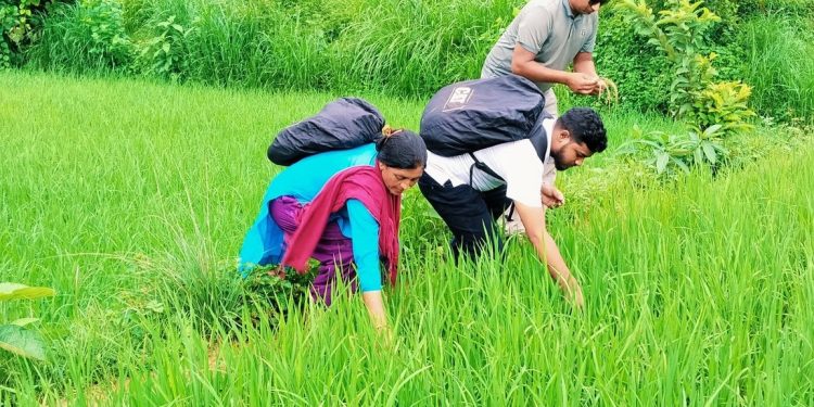 गुवो हाल्ने बेलामा जेठोबुढो धानमा ब्लाष्ट रोगको प्रकोप