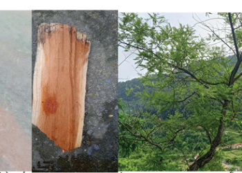 परम्परागत खयरको आयुर्वेदिक चियाको परम्परा हराउँदै