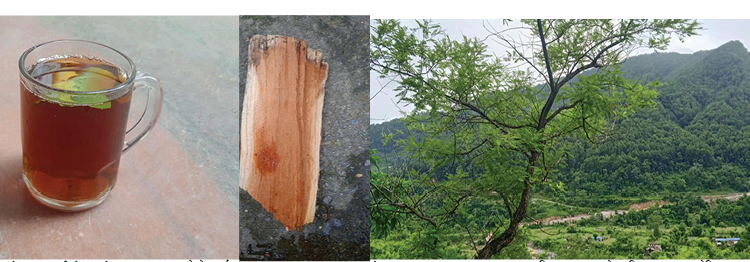 परम्परागत खयरको आयुर्वेदिक चियाको परम्परा हराउँदै