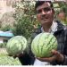 मुस्ताङमा तरबुजाको सफल उत्पादन