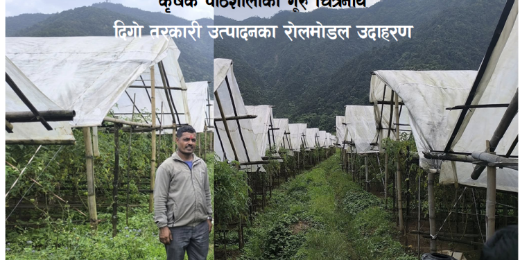 कृृषक पाठशालाका गूरुको तरकारी उत्पादनका रोलमोडल उदाहरण