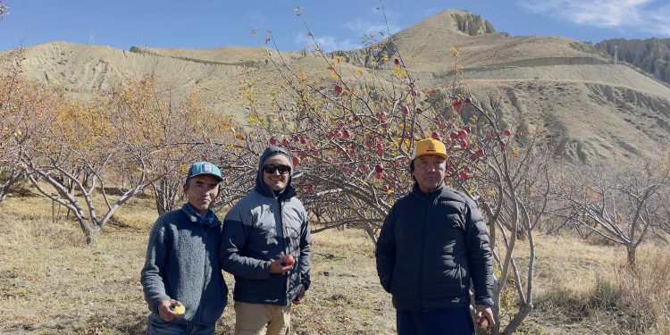 जलवायु परिवर्तनको चापले मार्फाली बागवानी उपल्लो मुस्ताङ्ग जाँदै