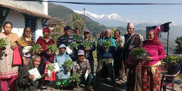 गोरु पाल्नेलाई तरकारी बीउ कोशेली 
