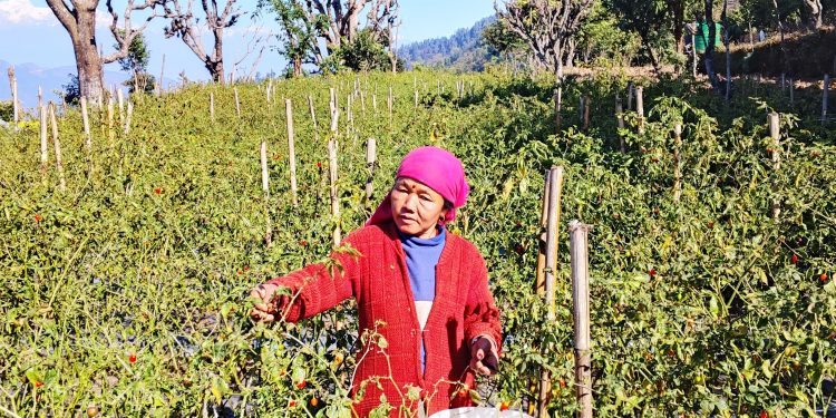 अकबरे खुर्सानी : उच्च आम्दानीको सम्भावना