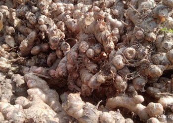 दश किलो बीउबाट तीन डोको अदुवा उत्पादन 