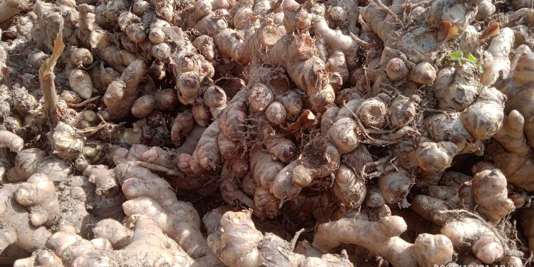 दश किलो बीउबाट तीन डोको अदुवा उत्पादन