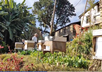 रुपाको काउरेमा मौरीपालनः कृषकको जीवनस्तर उकास्दै