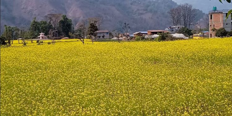 चौबिस कुरीया फाँँटमा तोरीको मुल वीउ खेति