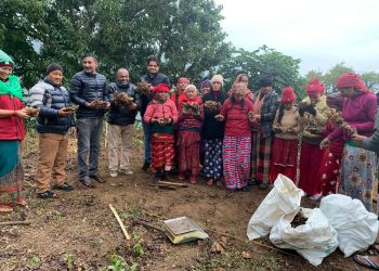 बाँदरले नखाने अदुवा खेतीको यात्रा