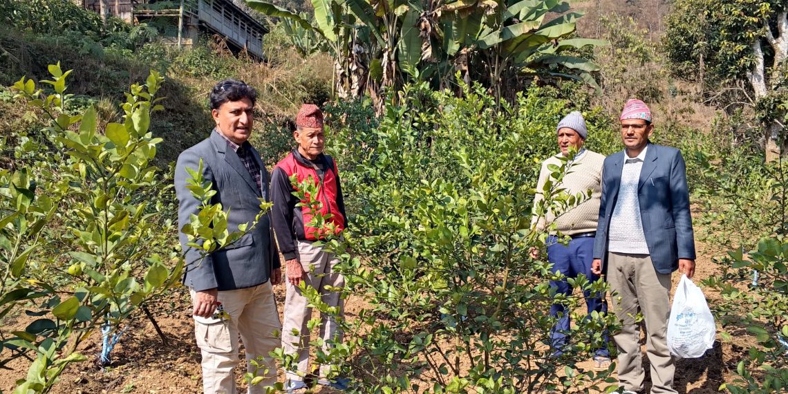 राजमार्ग नजिकै कागती खेती फस्टाउँदै 