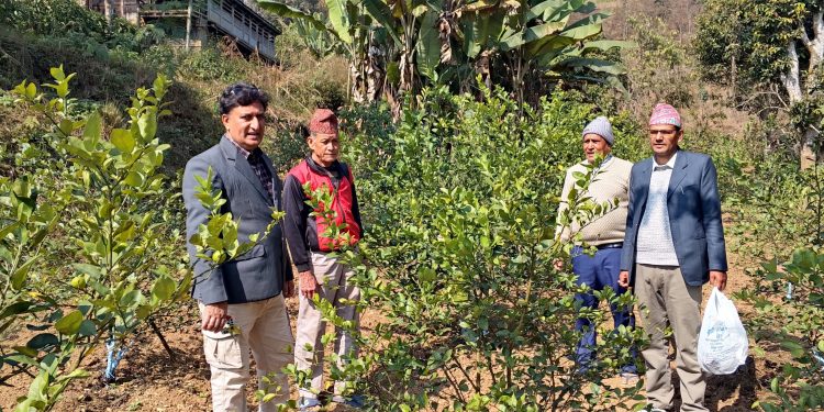 राजमार्ग नजिकै कागती खेती फस्टाउँदै 