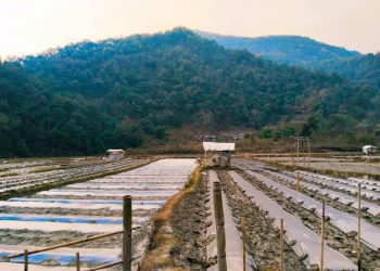 विजयपुर खोला जलाधारमा तर्बुजा खेती अभियान