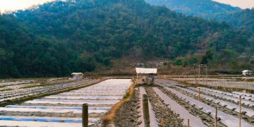 विजयपुर खोला जलाधारमा तर्बुजा खेती अभियान