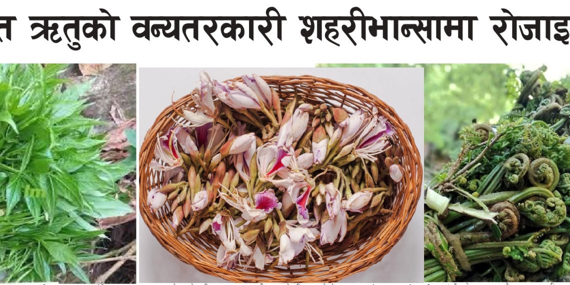 काउरो, कोइरालो, निउरो र सिप्लीकानः          वसन्त ऋतुको वन्यतरकारी शहरी भान्सामा रोजाइ