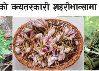 काउरो, कोइरालो, निउरो र सिप्लीकानः          वसन्त ऋतुको वन्यतरकारी शहरी भान्सामा रोजाइ