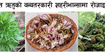 काउरो, कोइरालो, निउरो र सिप्लीकानः          वसन्त ऋतुको वन्यतरकारी शहरी भान्सामा रोजाइ