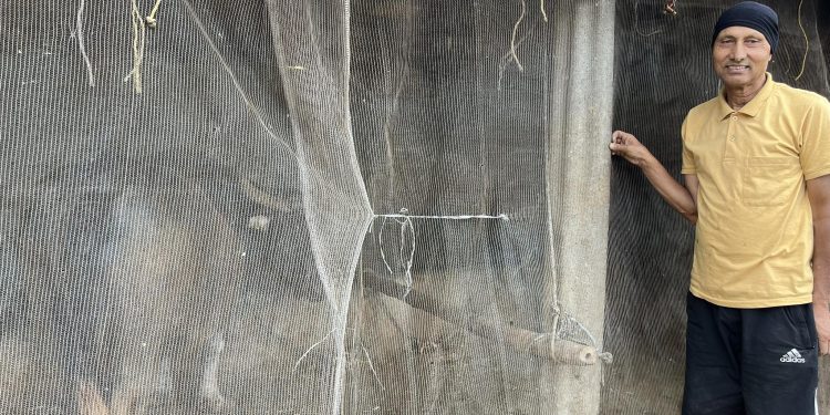 पुम्दीका कृषक देवीलालको गोठसुरक्षा जुक्ती