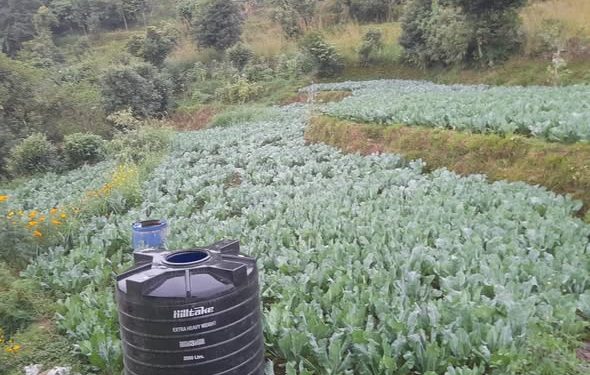 खरिद दररेट नमिलेको कृषि आयोजनाका किसानको गुनासो 